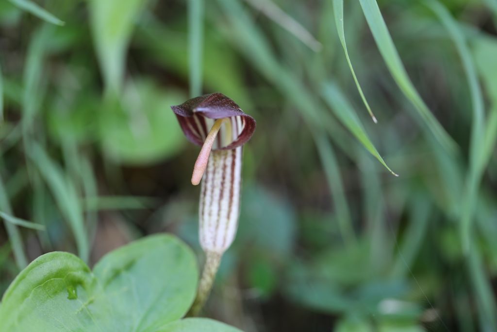 Arisarum vulgare